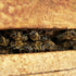 bees in winter. where do they buzz off to?
